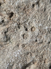 SRL173 Crinoid Impressions 