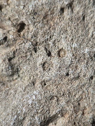 SRL173 Crinoid Impressions 