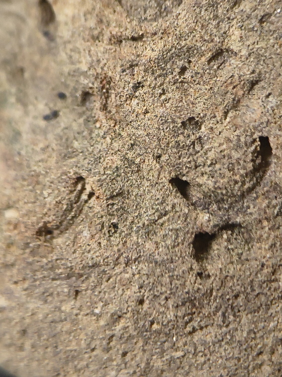 SRL191 Crinoid Impression 