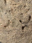 SRL191 Crinoid Impression 