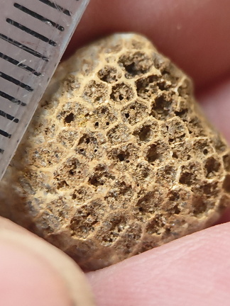 SRL196 Favosites sp.  