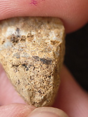 SRL196 Favosites sp.  