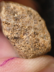 SRL196 Favosites sp.  