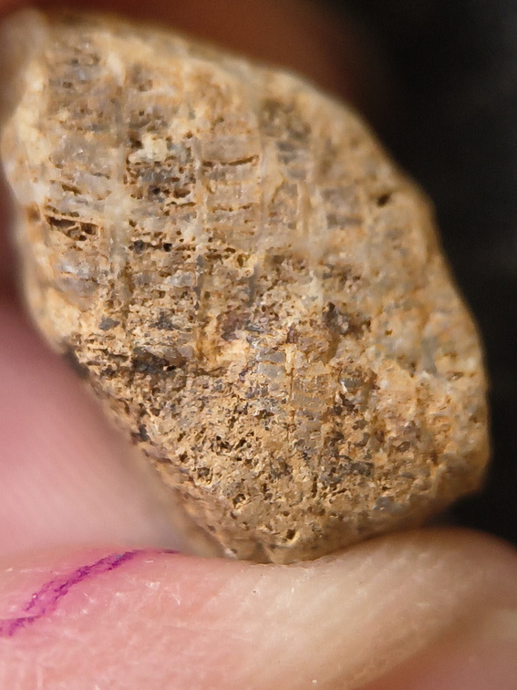 SRL196 Favosites sp.  