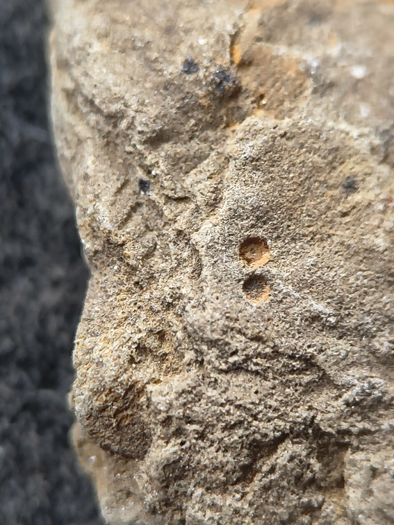 SRL180 Brachiopod and Crinoid Impressions