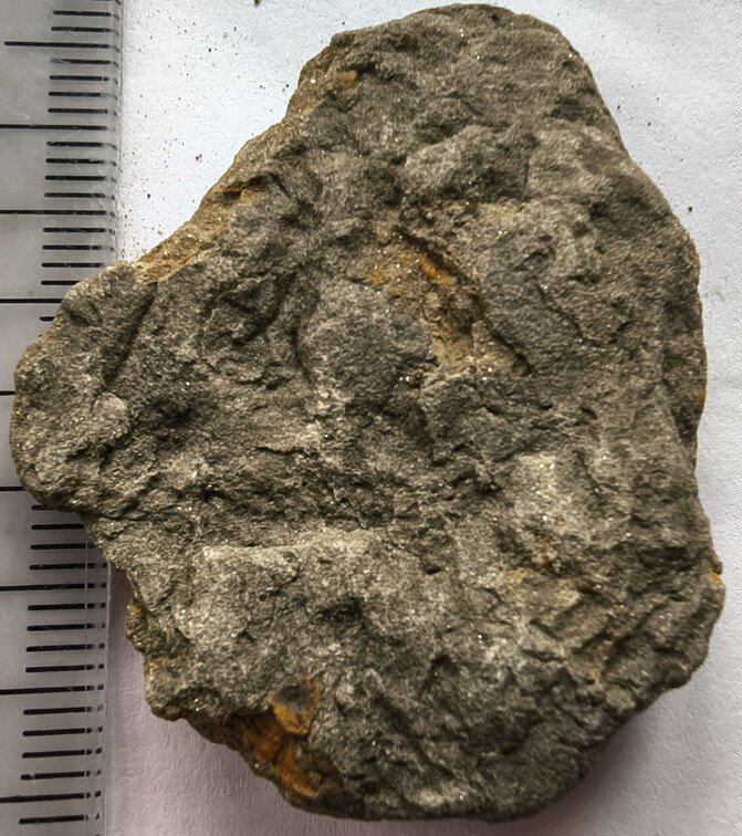 SRL180 Brachiopod and Crinoid Impressions