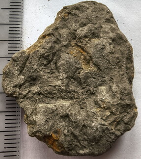 SRL180 Brachiopod and Crinoid Impressions