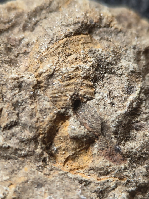 SRL180 Brachiopod and Crinoid Impressions