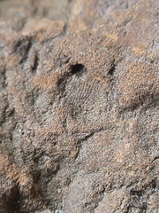 SRL177 Brachiopod and Crinoid Impressions