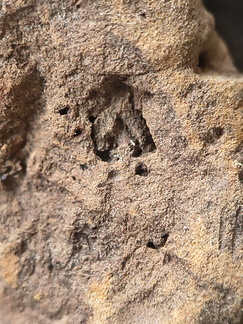 SRL177 Brachiopod and Crinoid Impressions