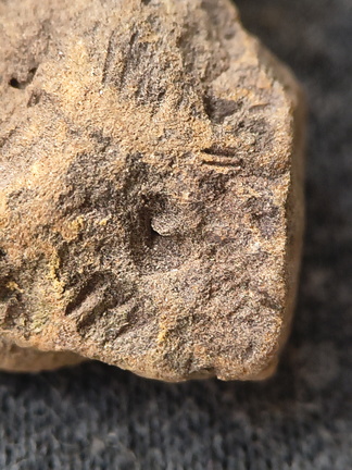 SRL177 Brachiopod and Crinoid Impressions