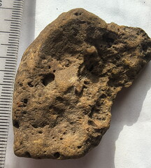 SRL177 Brachiopod and Crinoid Impressions