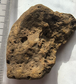 SRL177 Brachiopod and Crinoid Impressions