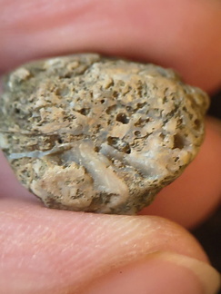 SRL102 Bioclast (Possible Bryozoan)