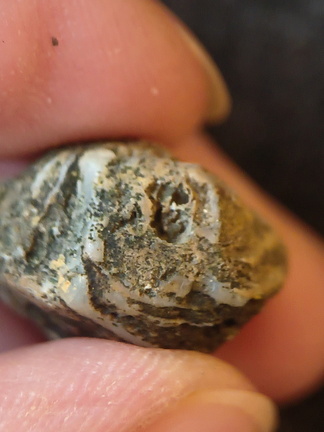 SRL102 Bioclast (Possible Bryozoan)