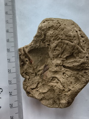 SRL151 Crinoid Section Impressions and Brachiopod Imprint