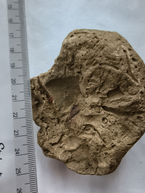 SRL151 Crinoid Section Impressions and Brachiopod Imprint