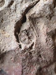 SRL151 Crinoid Section Impressions and Brachiopod Imprint