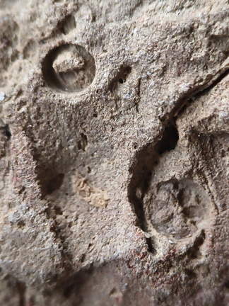 SRL151 Crinoid Section Impressions and Brachiopod Imprint