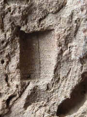 SRL151 Crinoid Section Impressions and Brachiopod Imprint