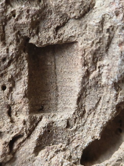 SRL151 Crinoid Section Impressions and Brachiopod Imprint