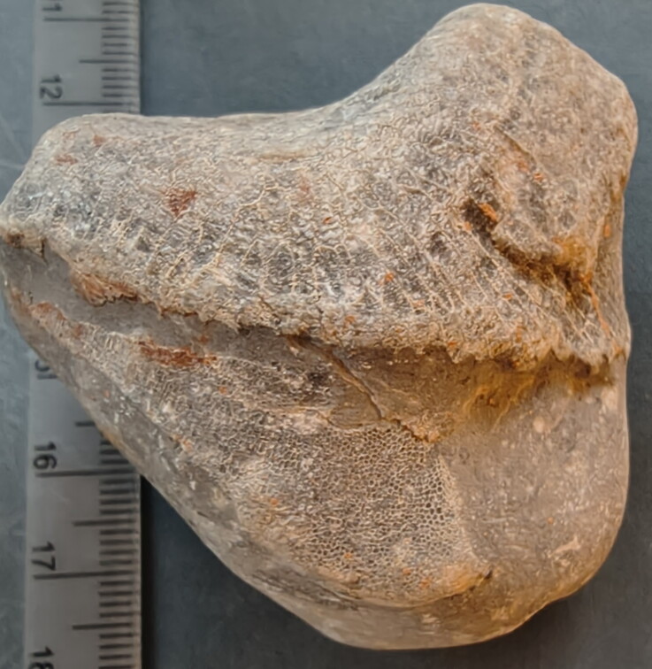 LE73 Two Different Favosites sp. 