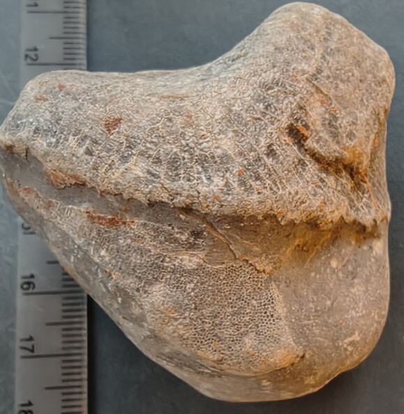 LE73 Two Different Favosites sp. 