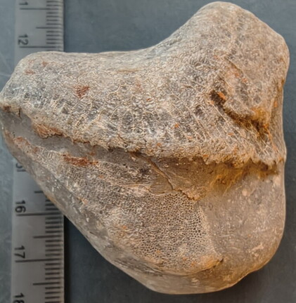 LE73 Two Different Favosites sp. 