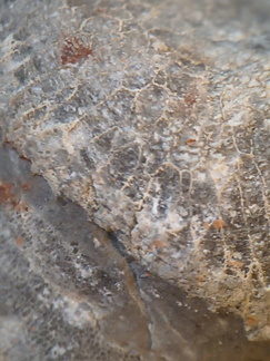 LE73 Two Different Favosites sp. 