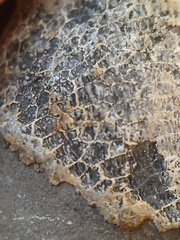 LE73 Two Different Favosites sp. 