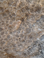 LE73 Two Different Favosites sp. 