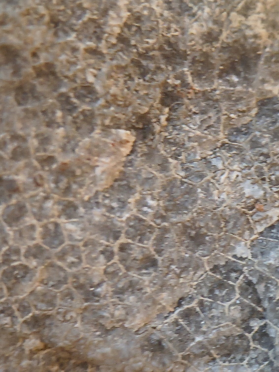 LE73 Two Different Favosites sp. 