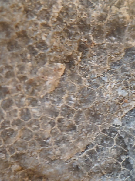 LE73 Two Different Favosites sp. 