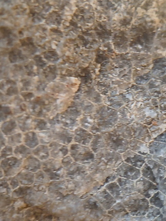 LE73 Two Different Favosites sp. 