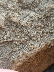 SRL107 Crinoid and Brachiopod Fragment Impressions