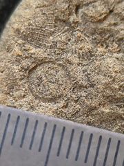 SRL107 Crinoid and Brachiopod Fragment Impressions
