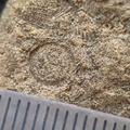 SRL107 Crinoid and Brachiopod Fragment Impressions