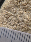 SRL107 Crinoid and Brachiopod Fragment Impressions