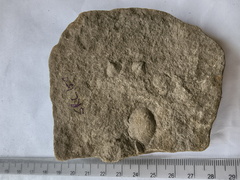 SRL150 Productid and Spiriferid Brachiopod Molds and Impressions