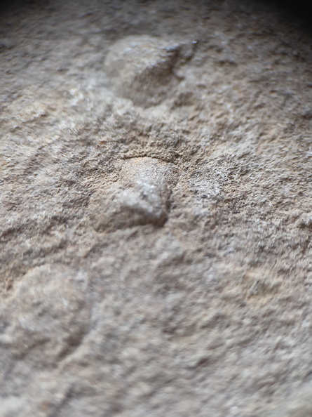 SRL150 Productid and Spiriferid Brachiopod Molds and Impressions