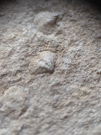 SRL150 Productid and Spiriferid Brachiopod Molds and Impressions