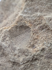 SRL150 Productid and Spiriferid Brachiopod Molds and Impressions