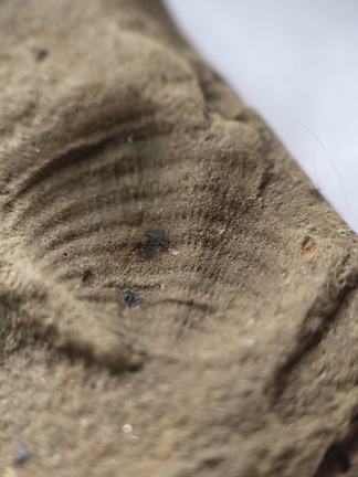 SRL150 Productid and Spiriferid Brachiopod Molds and Impressions