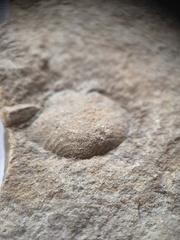 SRL150 Productid and Spiriferid Brachiopod Molds and Impressions