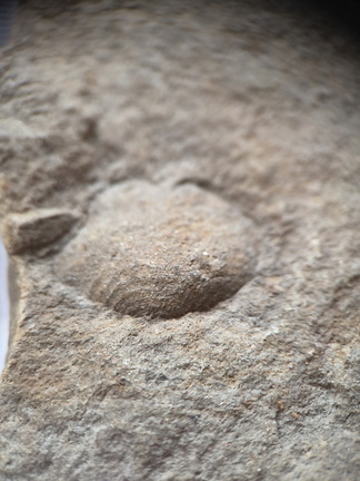 SRL150 Productid and Spiriferid Brachiopod Molds and Impressions