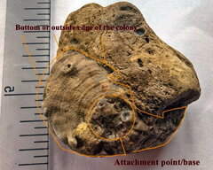 SRL190 Favosites with Attached Base