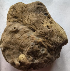 SRL190 Favosites with Attached Base