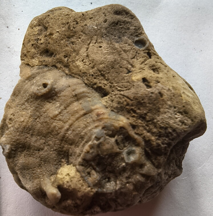 SRL190 Favosites with Attached Base