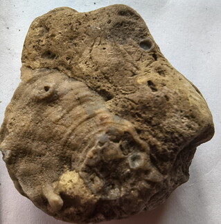 SRL190 Favosites with Attached Base