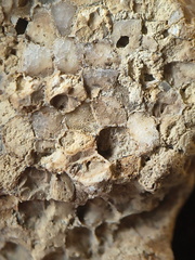 SRL190 Favosites with Attached Base